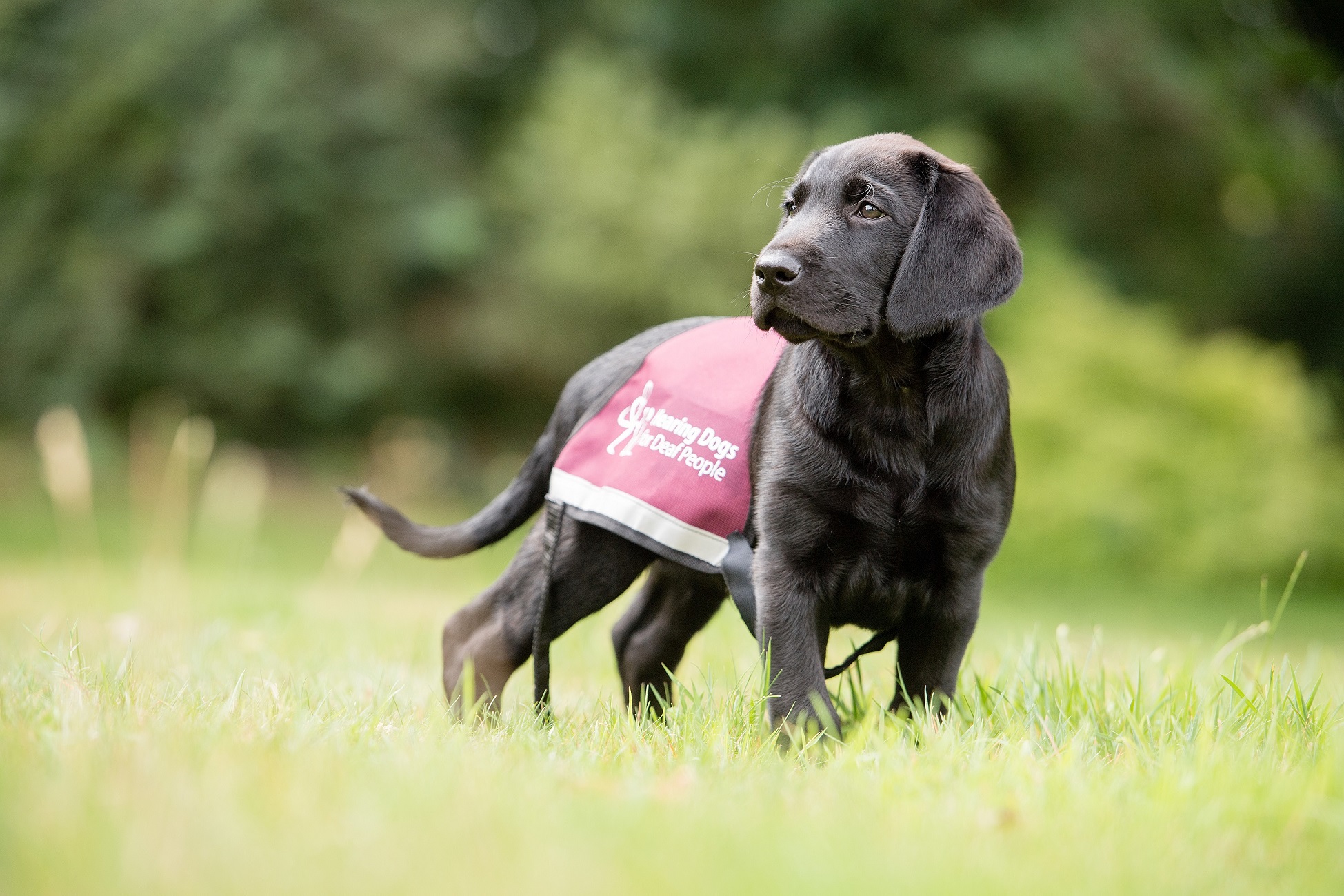 A black labrador puppy is standing in a field, looking off-camera to the left. The puppy has a pink vest on, which is too big. The vest features the Hearing Dogs for Deaf People logo.
