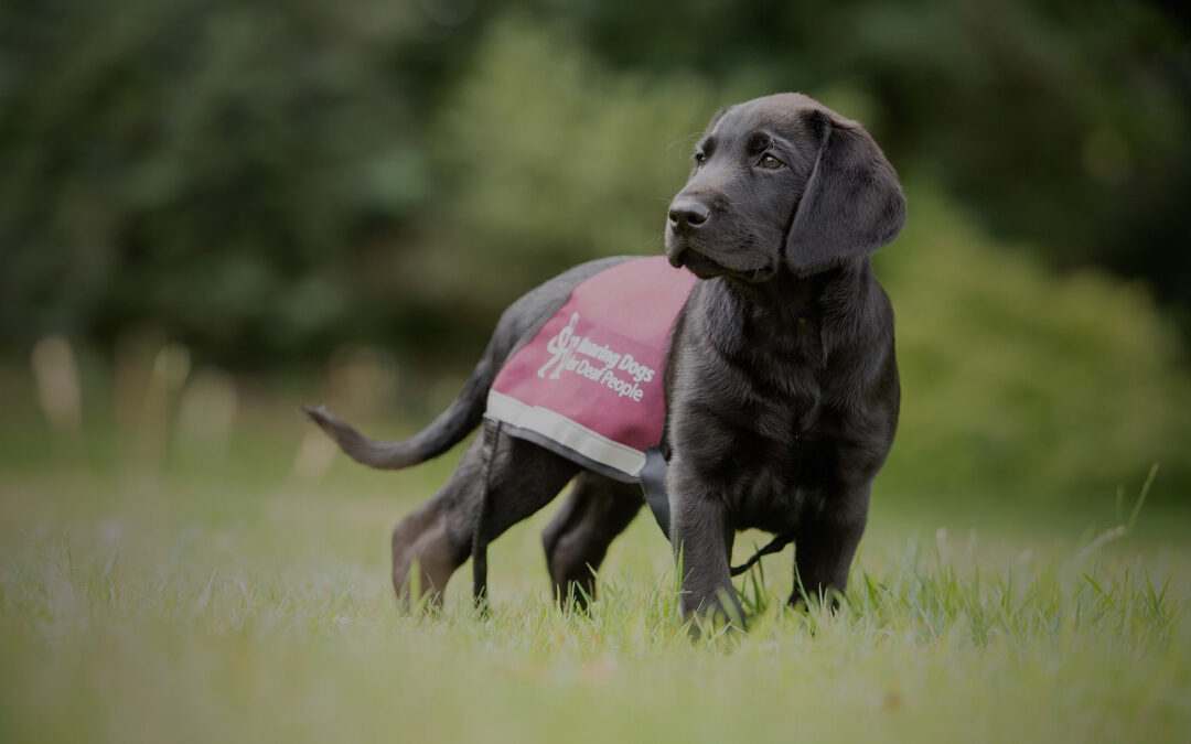 Step challenge success raises funds for Hearing Dogs